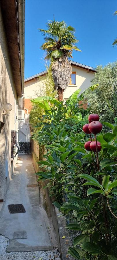 Studio Simone - Terrasse Et Jardin - Tv - Wifi Тулуза Екстер'єр фото